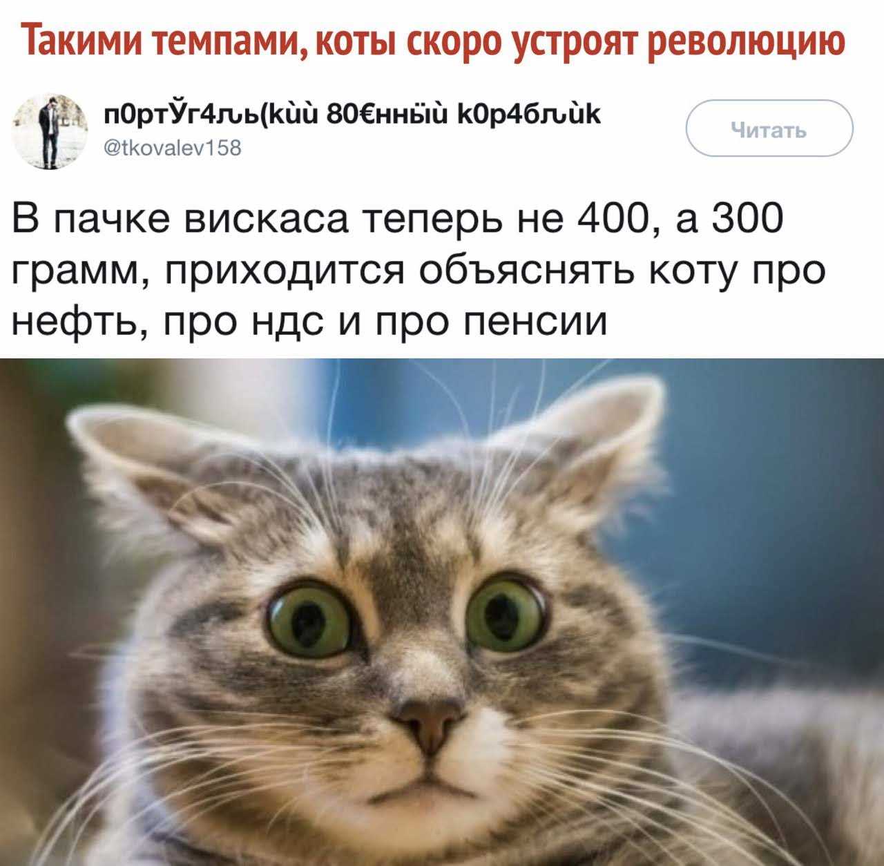 Котик ать