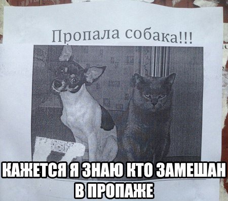 Прикольные картинки